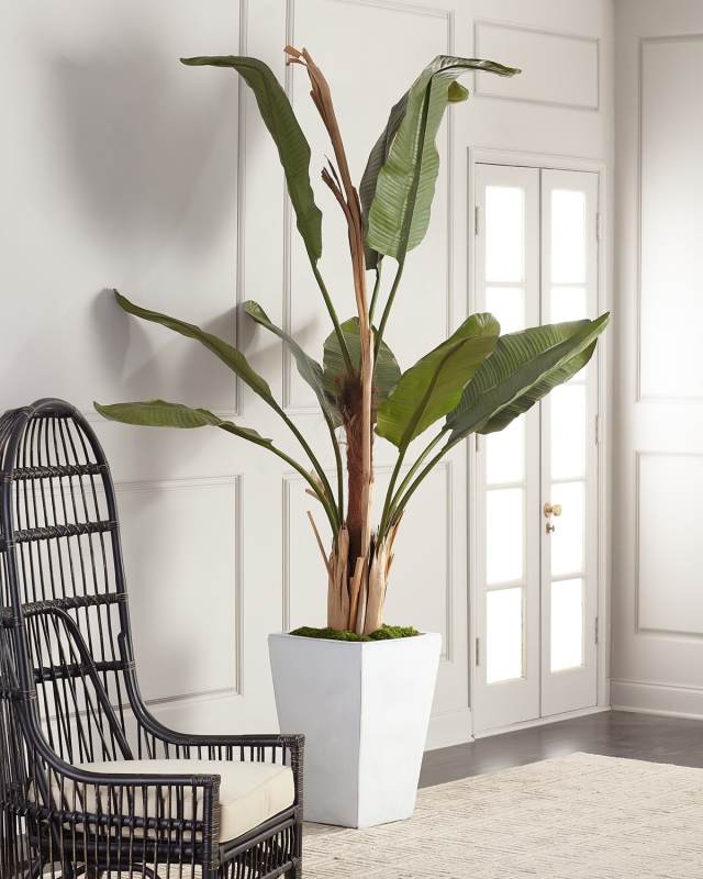 Glacier Banana Tree